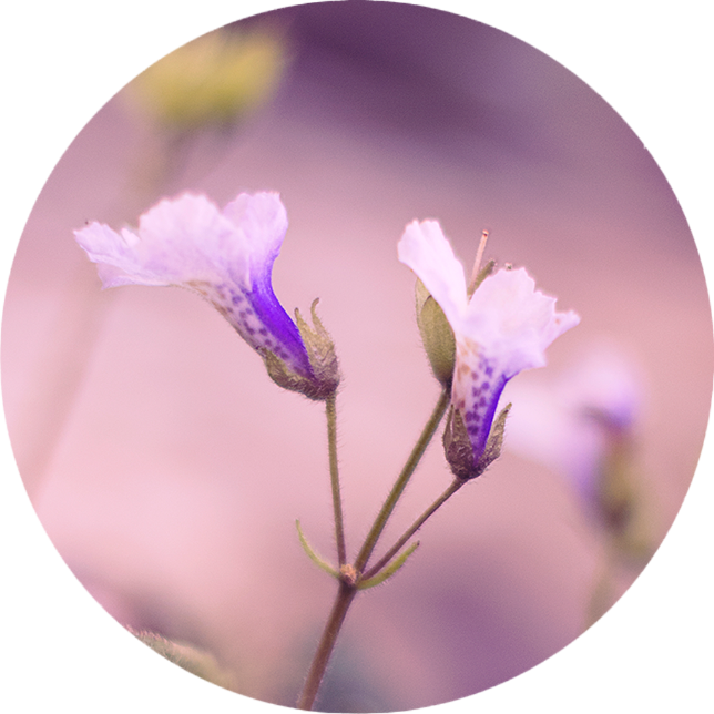 復活の植物 ハベルレアロドペンシス
